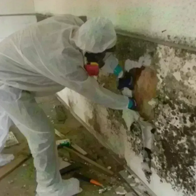 Mold Remediation and Removal in Powhatan Point, OH